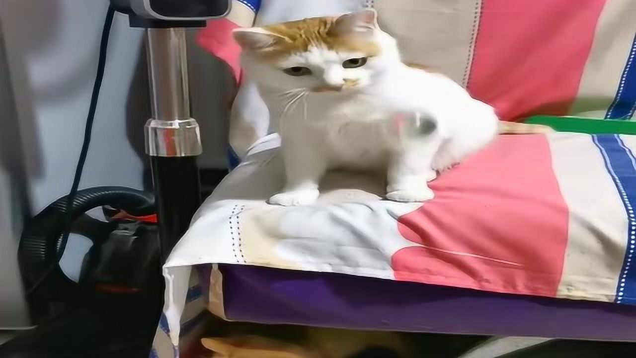 猫姐看的是蹦蹦球上下点头,猫妹看的是影子左右摇头,这俩是亲生的吗