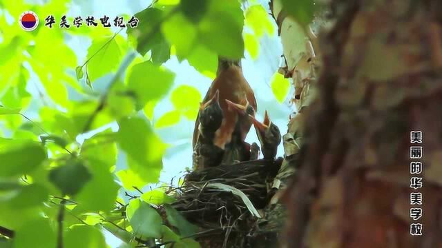 陆丰市华美学校—劳动我最美