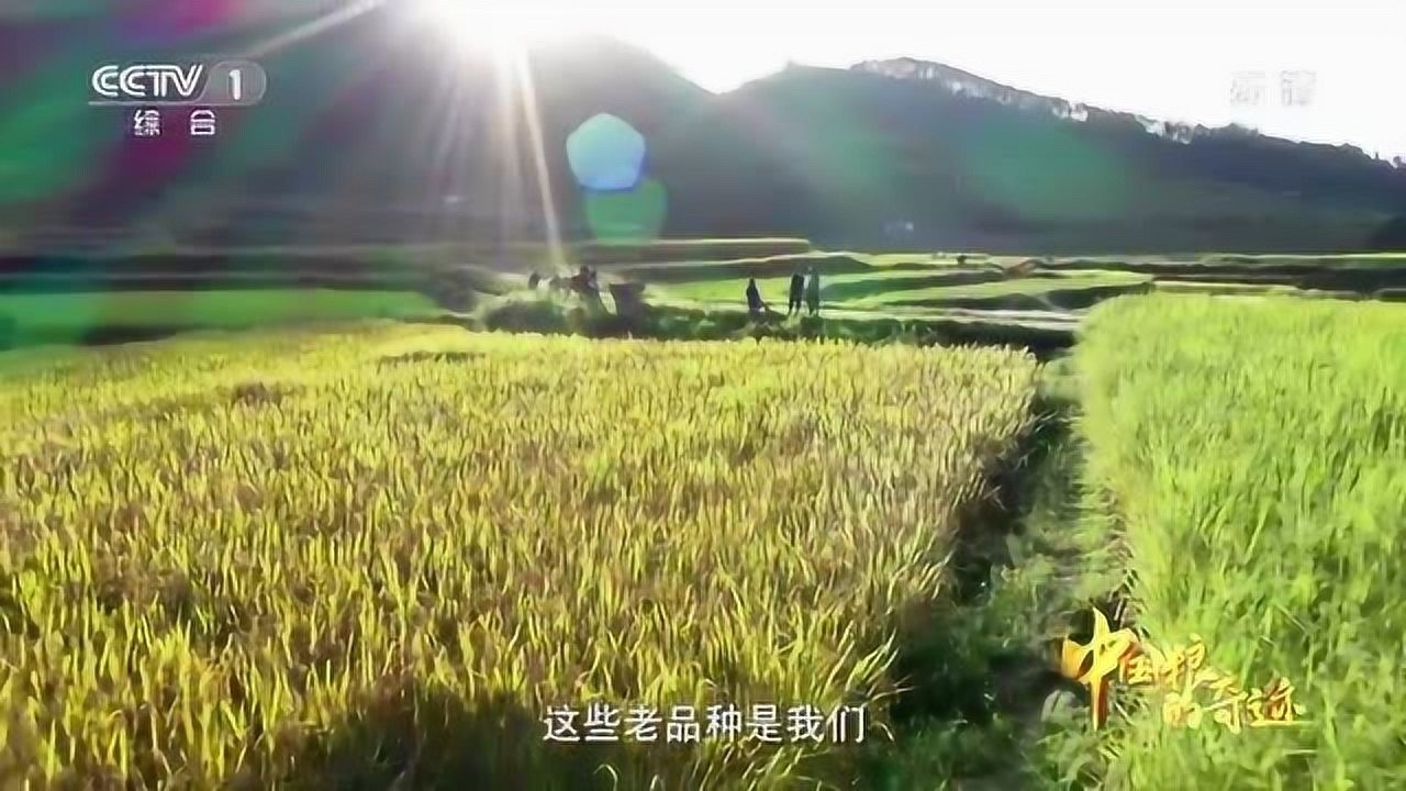 《中国粮的奇迹》第二集人工智能、大数据运算……科技助力中国粮_高清