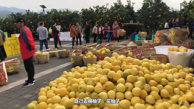 实拍重庆柚子节:满山柚子随便吃,一颗树就能卖十几万,实名羡慕