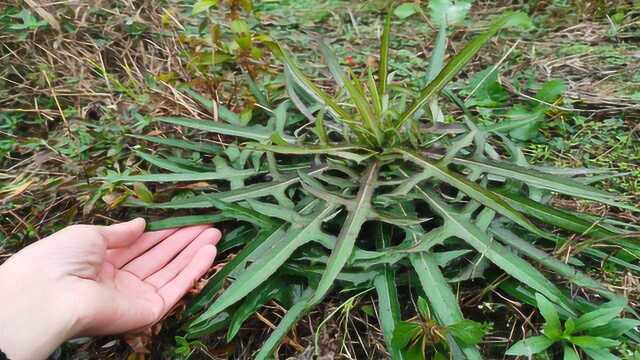 农村常见的“苦菜”,甜中带苦营养丰富,野生越来越少见