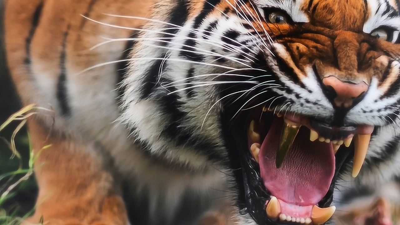老虎镶上大金牙,龇牙咧嘴显威风,网友:虎中土豪