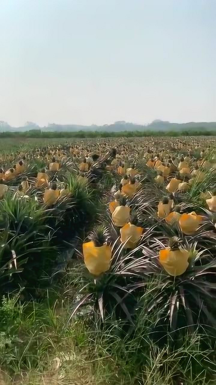 大果霸王凤梨,比菠萝肉更香甜