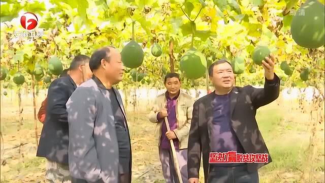 安徽各地结合实际 找准特色 打牢脱贫攻坚产业基础