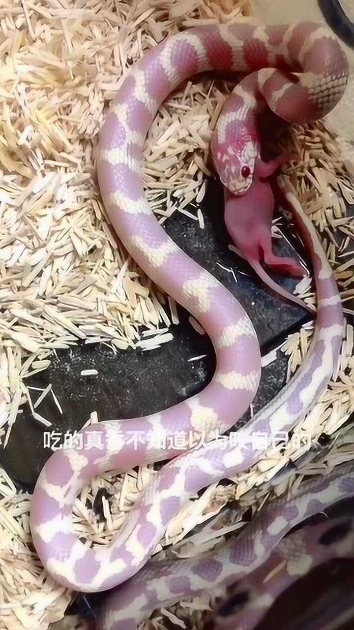 难得一见的蛇吞老鼠,胃口真是大啊