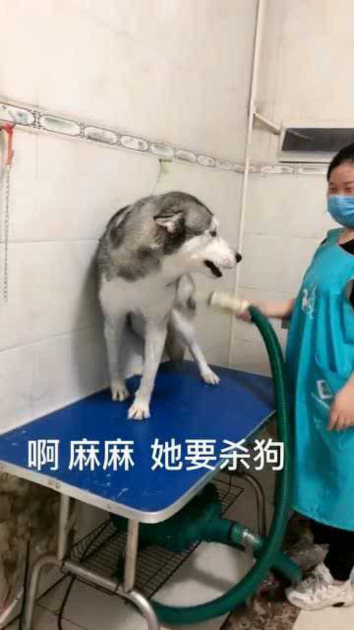 杀狗了,还不救我!