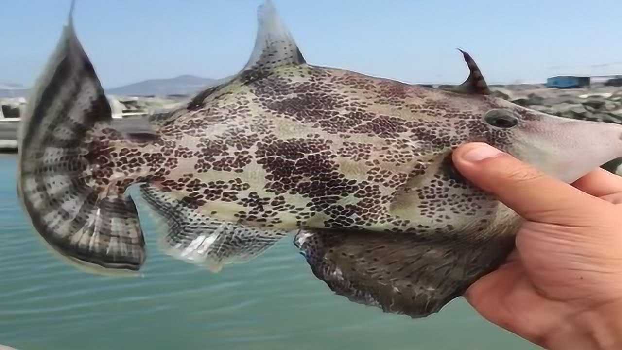 头上长角的鱼你们有见过吗这是个什么外来物种太奇葩了