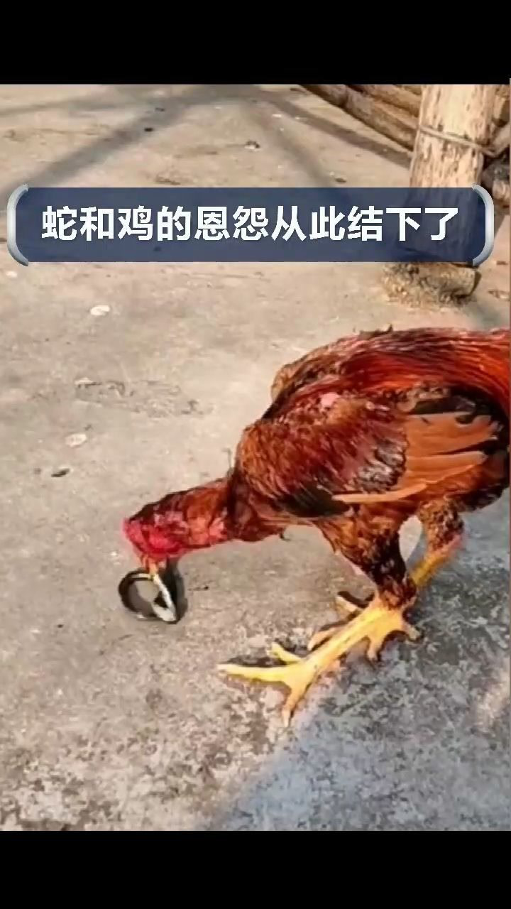 鸡蛇大战见过这么真实的画面吗