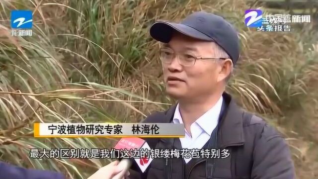 宁波北仑首次发现!“植物大熊猫”银缕梅!