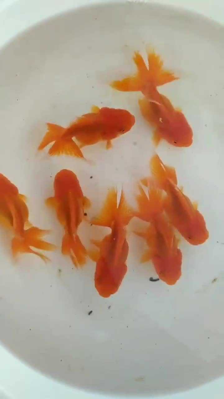 观赏金鱼元宝红泰狮10cm左右