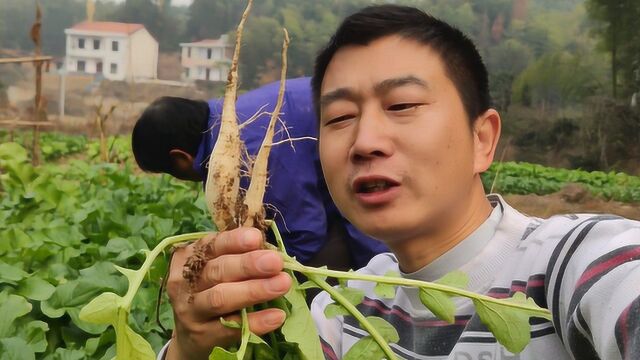 种萝卜也有学问?农村大妈用这种方法让萝卜长大,不错!