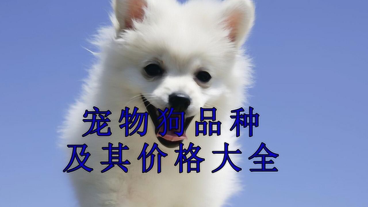 常见的宠物狗的品种及其价格大全!