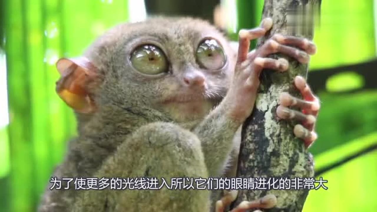 这种猴子形似外星人的“侏儒猴”!眼睛特别大!数量极为稀少!_腾讯视频