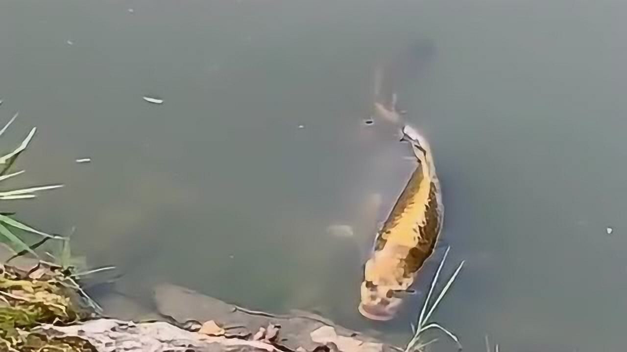 这种鱼叫做人脸鲤,是普通鲤鱼和无鳞鲤鱼的混血品种,很受养鱼爱好者欢迎!_腾讯视频