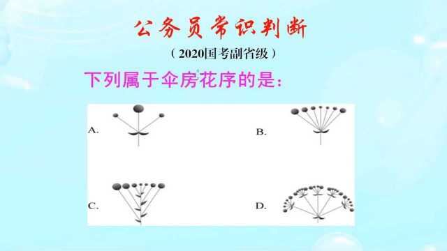 公务员常识判断,下列图片中属于伞房花序的是哪一个?难倒了学霸