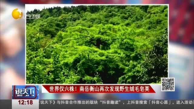 世界仅六株!南岳衡山再次发现野生绒毛皂荚