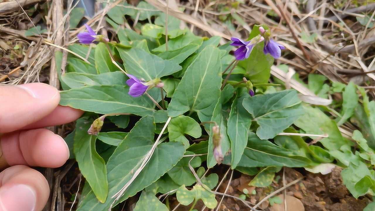 "犁头草"似农民犁田的工具,嫩叶可当野菜,了解下药用价值珍贵