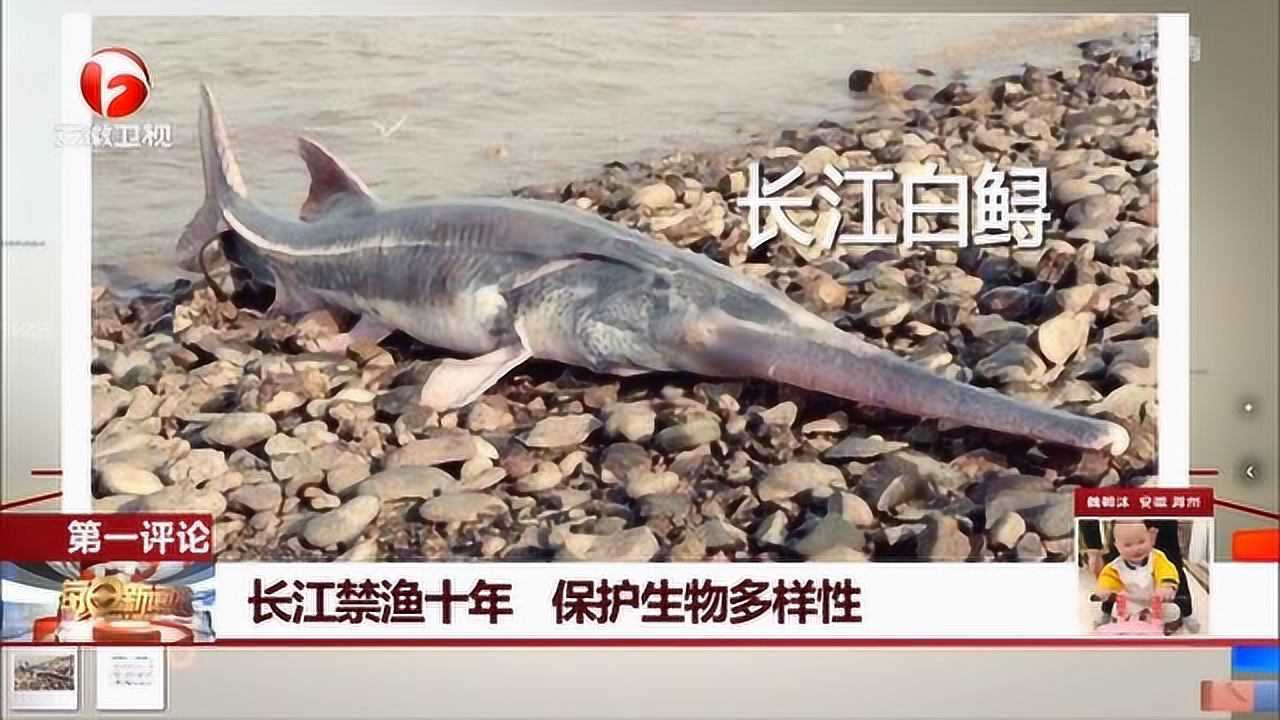 痛心长江白鲟被宣布灭绝曾被称为中国淡水鱼之王