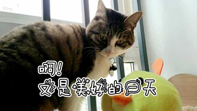 糖先森的猫,叫粽子,因为是端午那天进了家门,已经变了太多