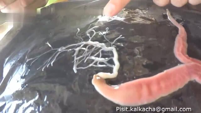 最恶心人的生物—纽虫,把内脏吐出来捕食再吞回去