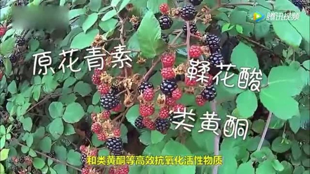 黑莓有哪些营养价值?它的这些功效你不知道就吃亏了