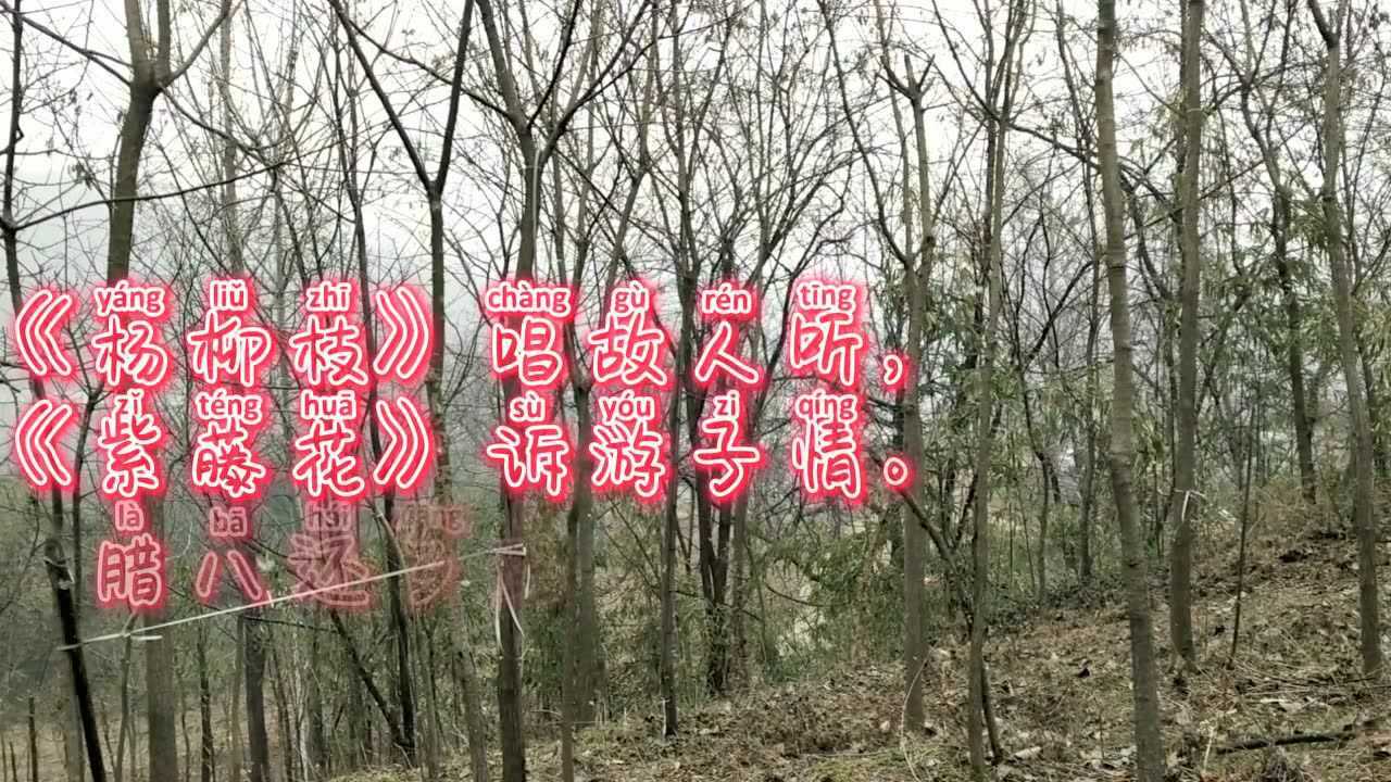 清露古詩詞:楊紫藏頭詩,楊柳枝唱故人聽,紫藤花訴遊子情.