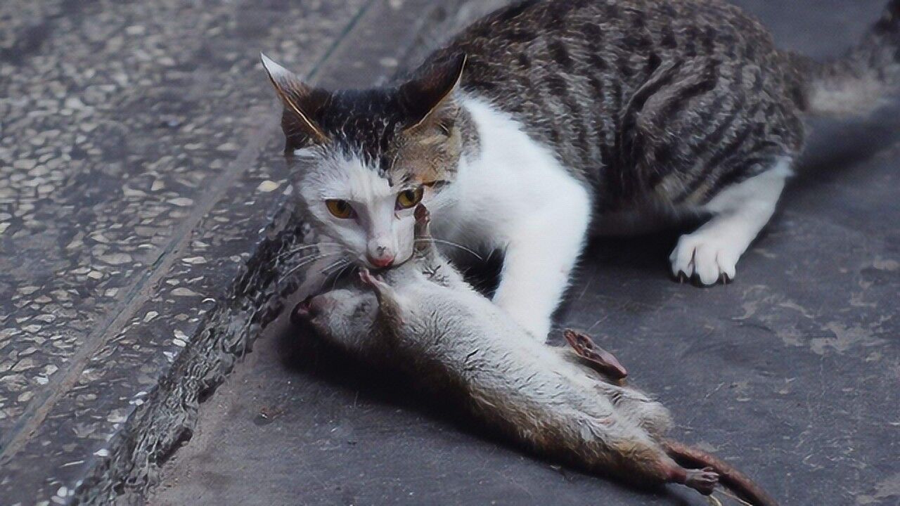 为什么人捉老鼠会被咬,而猫捉老鼠却不被咬呢?看完涨知识了