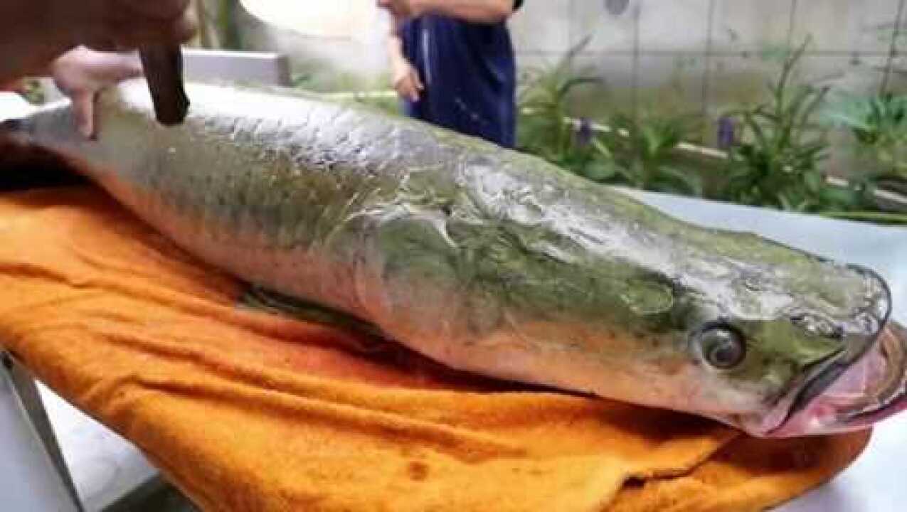 这是什么鱼,比干鲣鱼还要硬,电锯锯半天毫无效果!