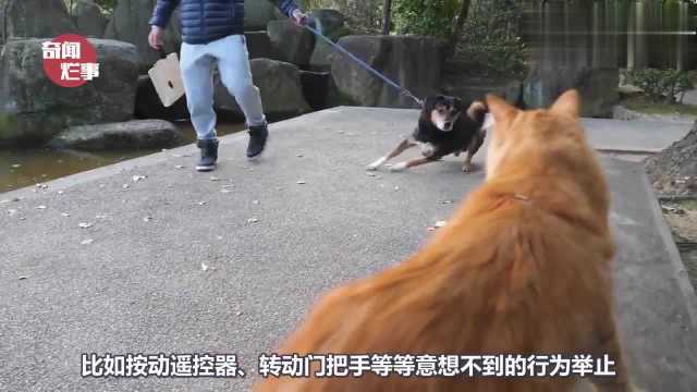 猫的智力相当于人几岁?科学论证猫的智商