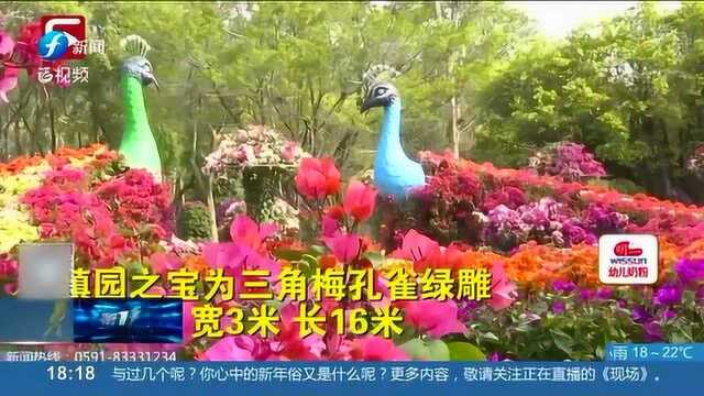 节日气氛浓!两万余株三角梅亮相福州国家森林公园