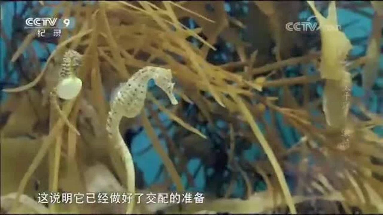 《大太平洋》合集_《大太平洋》合集_在浩瀚的太平洋中，动物们繁衍后代的方式可谓是五花八门_高清完整版视频在线观看_腾讯视频