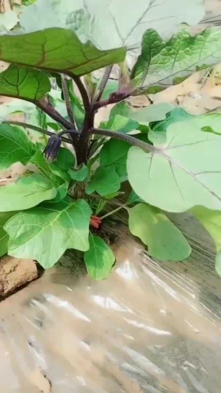 给茄子打叉,需要注意哪些细节,产量翻倍