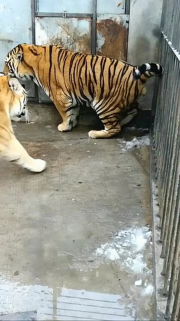 老虎是这样撒尿的