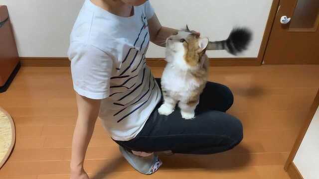 趣味萌宠:大花猫跟主人撒娇