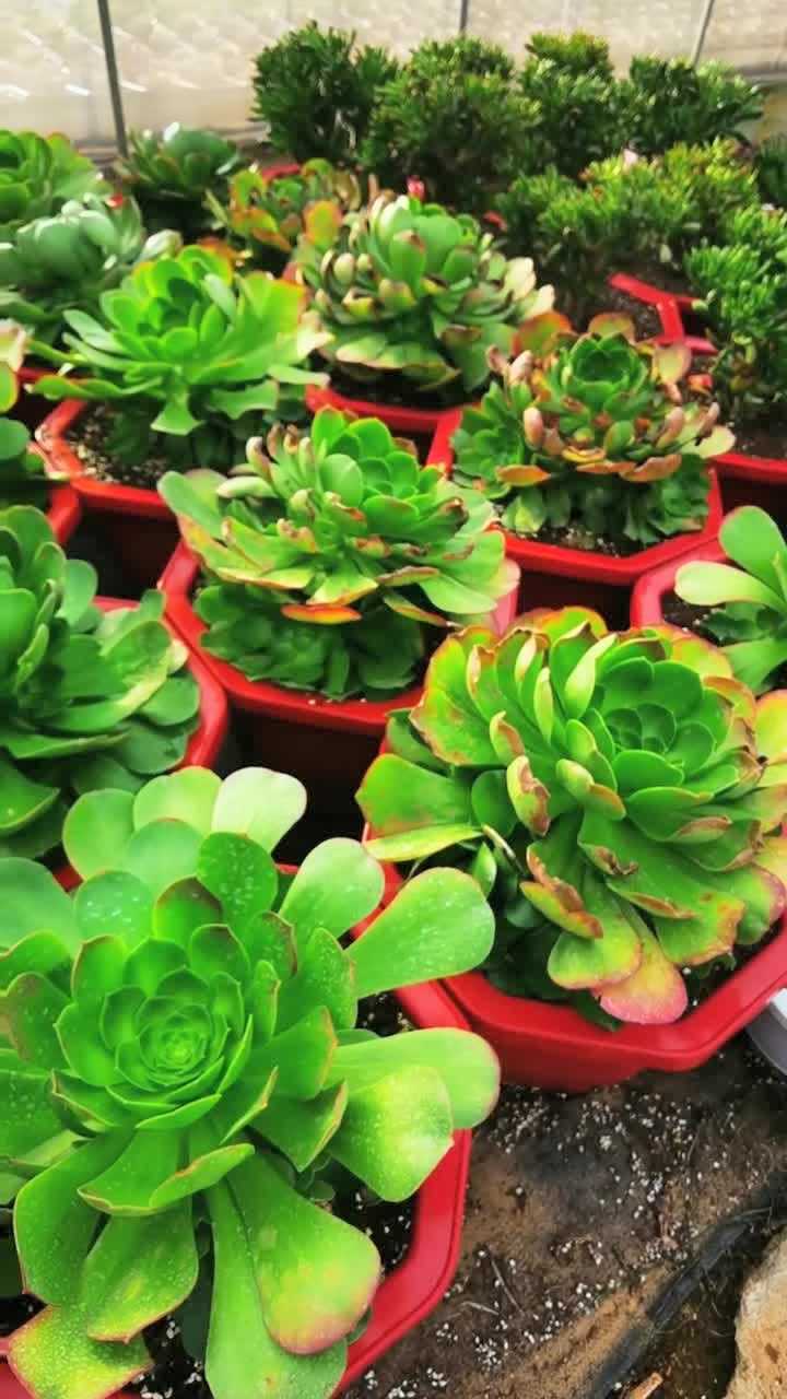 云南多肉种植加州香炉盘