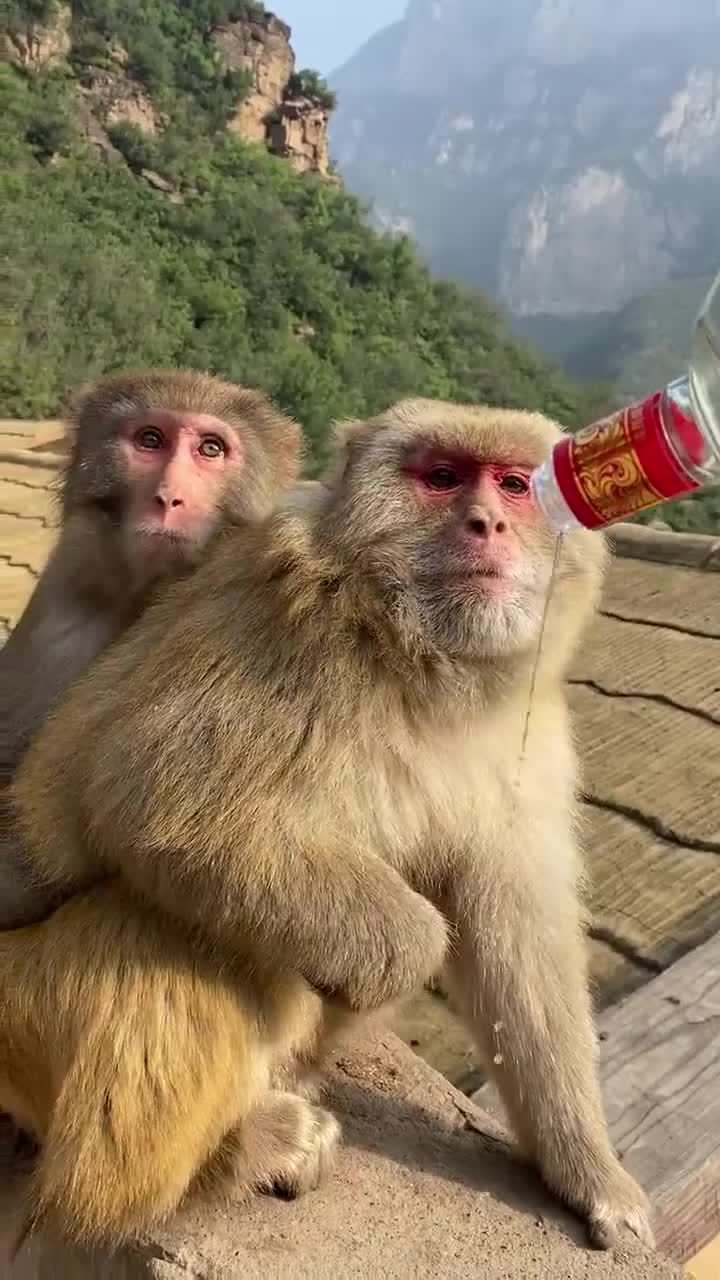 猴子爱喝酒,还会脸红