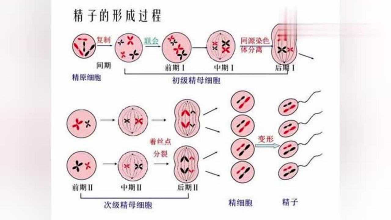 精子是怎样产生和排出的