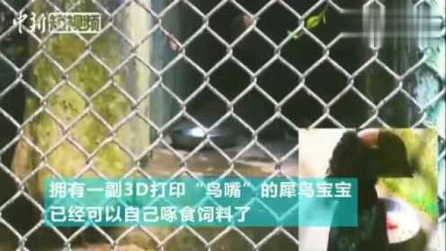 广州动物园一只犀鸟换上3D打印“新嘴”