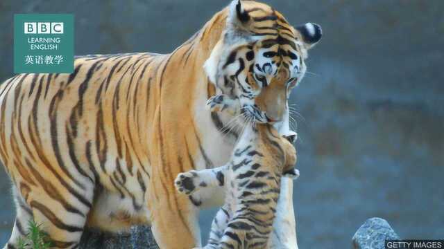 BBC地道英语:Tiger mother 虎妈