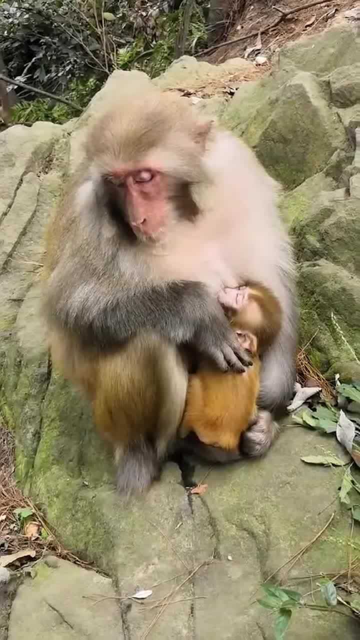 这个小猴子火了猴妈妈抱着猴宝宝坐着就睡着网友母爱的伟大