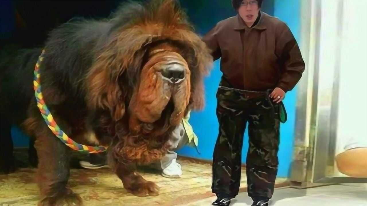 世界上最大藏獒王出自我国比普通藏獒大一倍听到估价吓一跳