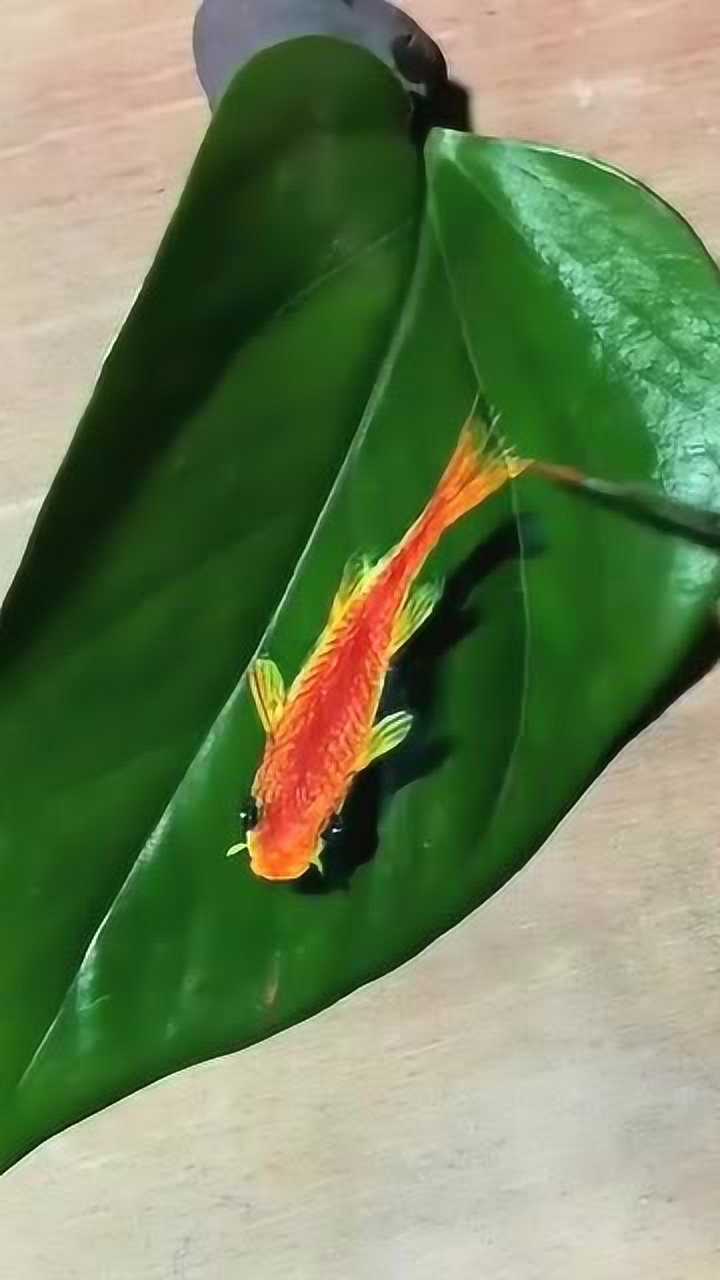 树叶上的鱼,用的丙烯颜料哦