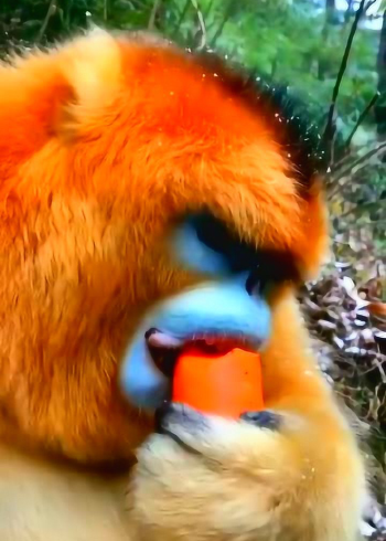 金丝猴吃胡萝卜,样子太搞笑了!