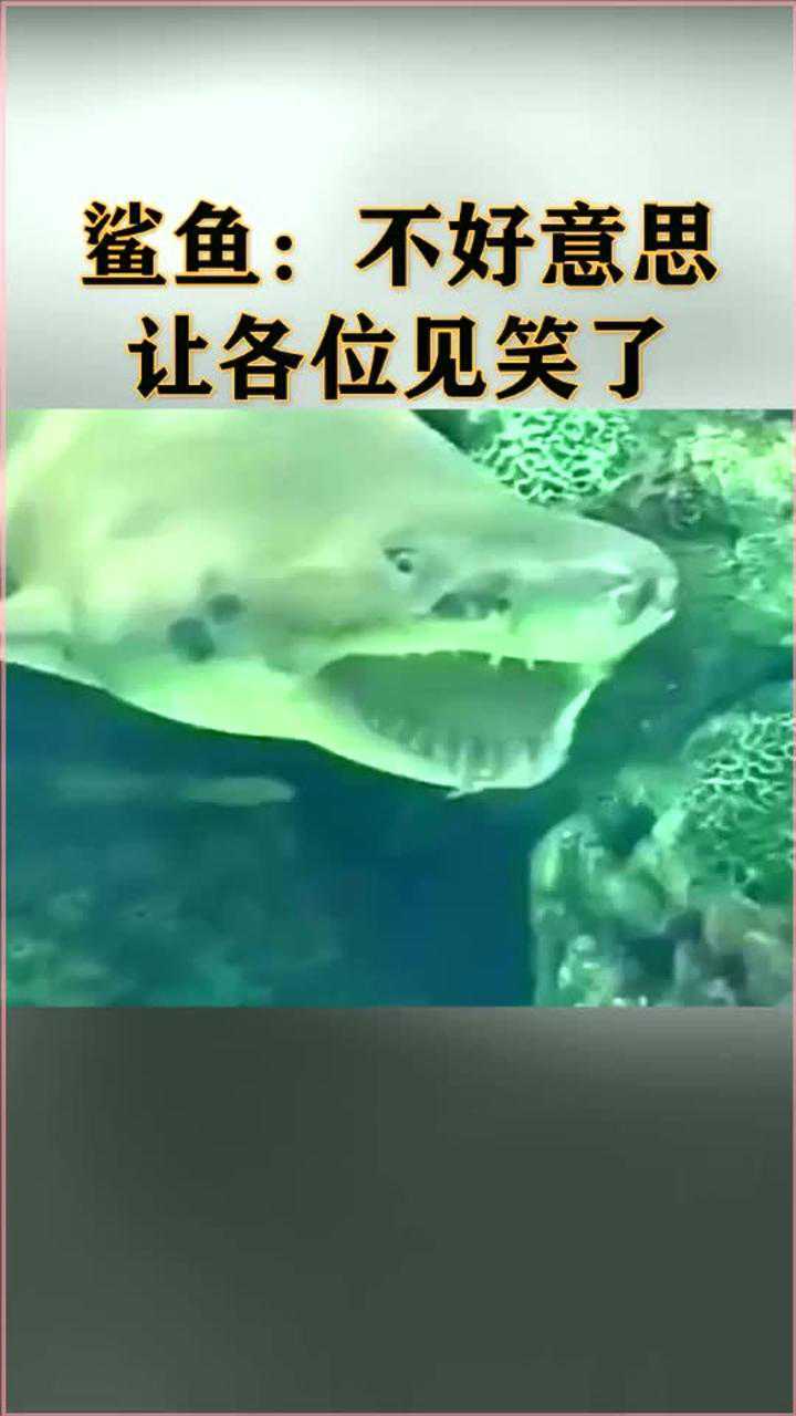 鲨鱼不好意思让各位见笑了