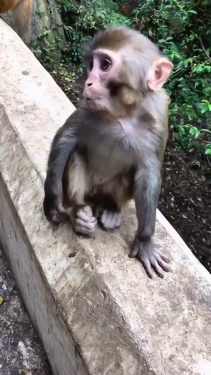 这只可爱的小猴子不知为什么脖子有点歪歪的
