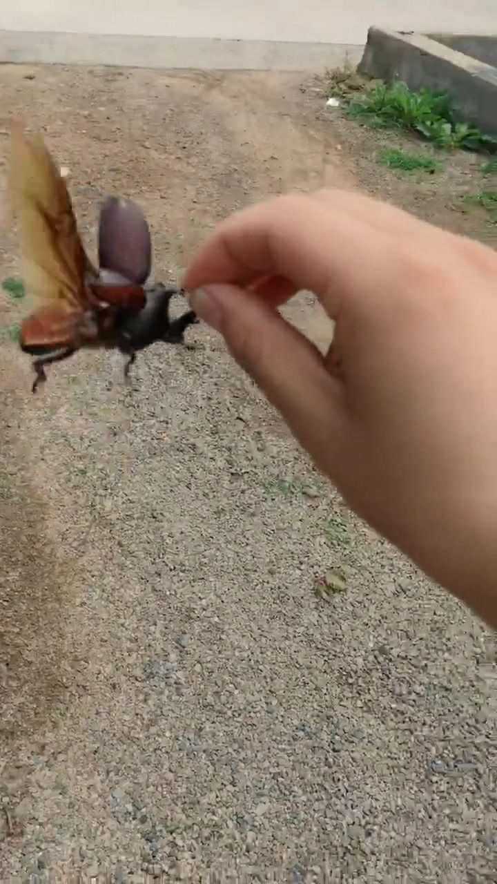 慢动作下飞翔的独角仙翅膀的运动轨迹真让人惊叹