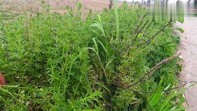 农村路边的这植物,人称锯子草活血草,对跌打损伤有没帮助