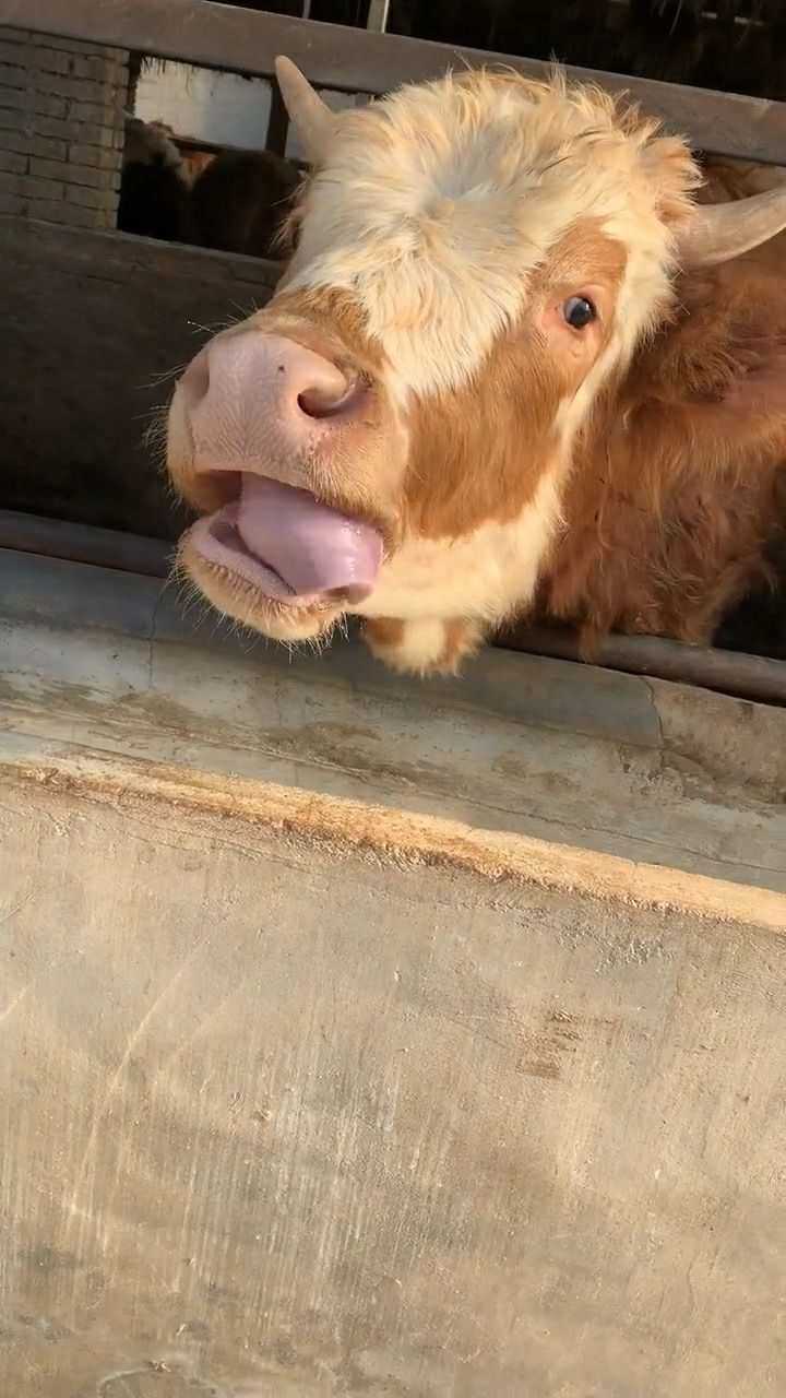 带你看我家牛棚里会甩舌的老牛太搞笑了