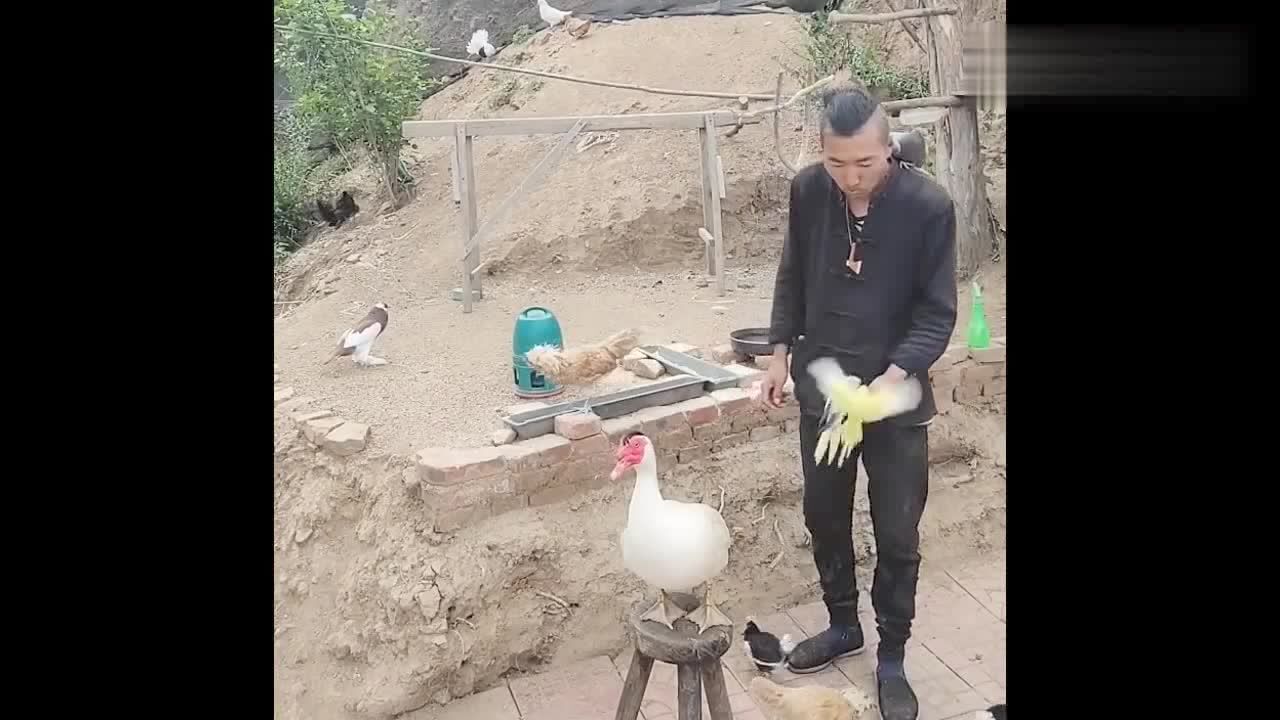 这是什么操作？扔出去的鸟就和回力标一样，居然还能飞回来！_腾讯视频