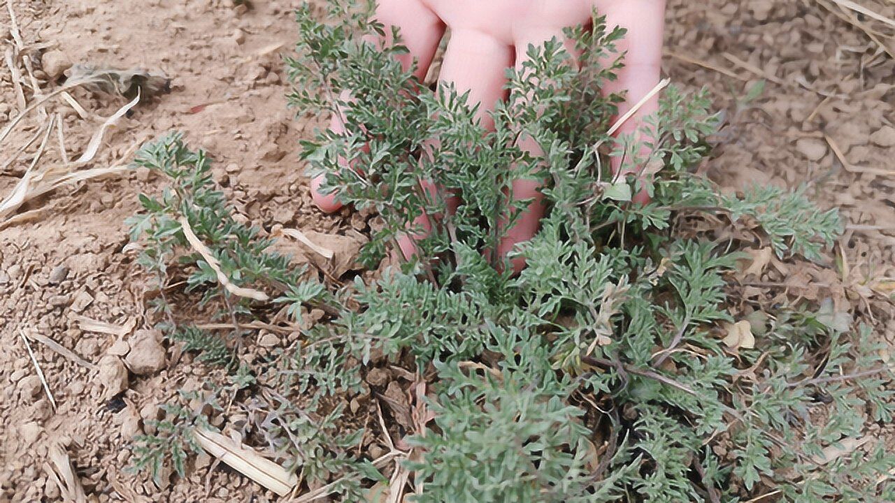 米筛子草药图片